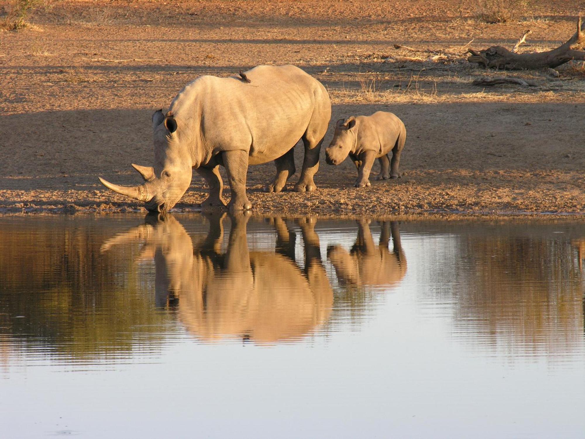 Etali Safari Lodge 매디퀘동물보호구역 외부 사진